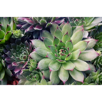 Organic Succulent Plant